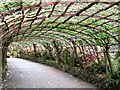 SH8072 : Laburnum arch Bodnant Garden by Richard Hoare