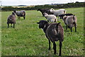 North Devon : Sheep Grazing