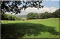 Cattle above Drewston