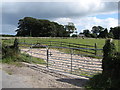 Gallops at the Glebe House Stud at Ballee