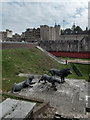 TQ3380 : Poppies in the Moat, Tower of London, E1 by Christine Matthews