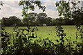 Field near Narramore