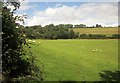 Sheep pasture near Stone Copse