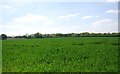 Wheat field