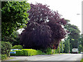 Copper Beech by Myton Road, Warwick