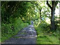 NZ1596 : Dog walker on country lane by Russel Wills