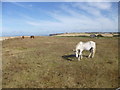 Southwell, horse grazing