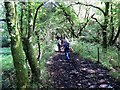 Llwybr Coedog / Wooded path