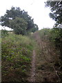 Path to Willesley Wood