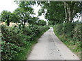 Tree-lined section of Ballysallagh Road