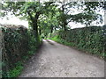 Narrow lane and high hedges - Ballysallagh Road