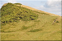 SS5047 : North Devon : Grassy Hillside by Lewis Clarke
