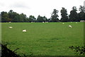 Grazing by the Ashby Road