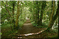 Tree lined footpath