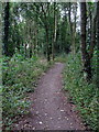 Path through the woods