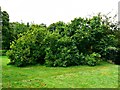 SP2429 : Horizontal mulberry tree, Chastleton House, Chastleton, Oxfordshire by Brian Robert Marshall
