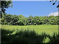 Field near Geese Quarries