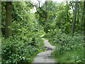 Path in Spring Park woodland