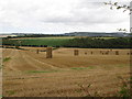 Harvest  in  bales  to  collect