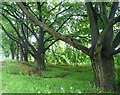 Beeches near Calverton