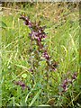 Red Bartsia