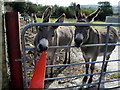 Donkeys, Laghtfoggy