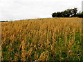 Corn field, Creevenagh