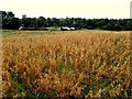 Corn field at Creevenagh