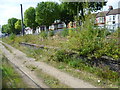 The disused milk train platforms at West Ealing