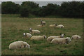 TF4959 : Sheep by Mat Pitts Lane by Stephen McKay