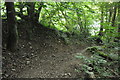 Chambercombe : Chambercombe Woods