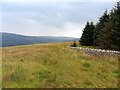 NY5896 : Forest edge at Thorlieshope Pike by Andrew Curtis