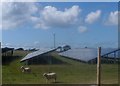 Defaid a phaneli solar / sheep and solar panels