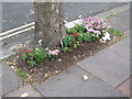 "Streets in Bloom, 2014", Southdown Avenue, BN1