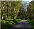 Path through Martinshaw Wood