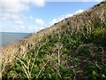SH6482 : Steep Vegetated Slope On Puffin Island by Rude Health 