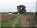 Field margin on tilled land near Barnhall Road, Tolleshunt Knights 