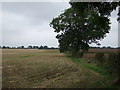 Farmland and hedgerow