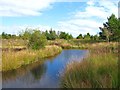 Bogland at Lyn Llech Owai