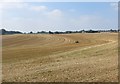 TL6455 : Stubble field near Burrough Green by Bob Jones