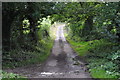 West Somerset : Country Lane