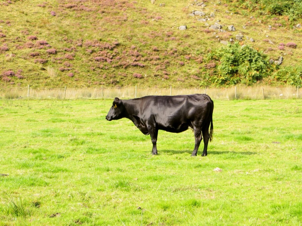 fine-specimen-phil-platt-geograph-britain-and-ireland