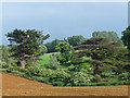 Cedars near Boughton