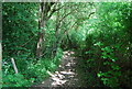 Footpath in Salmon Wood