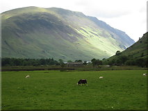 NY1808 : Grazing sheep, Wasdale Head by Peter S