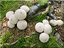 NH6454 : Puffball fungi under Norway Spruce by Julian Paren