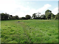 Footpath across meadowland