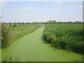 Duckweed covered rhyne