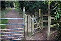 Path through Chicksands Wood