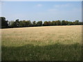 Farmland at Moreton Paddox